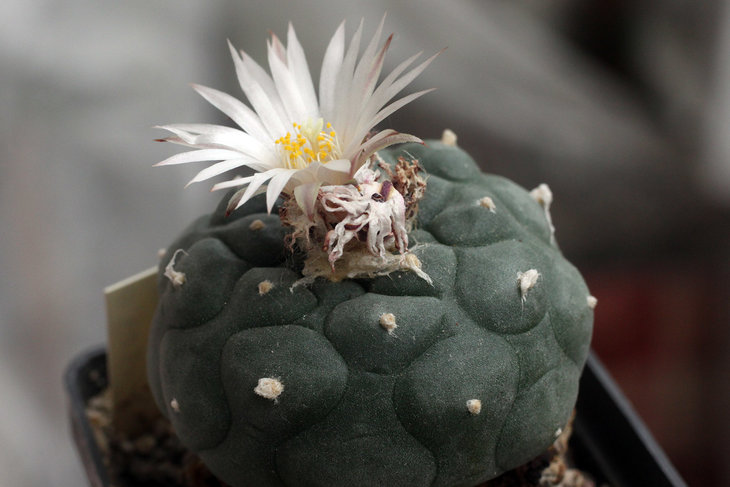 Lophophora koehresii