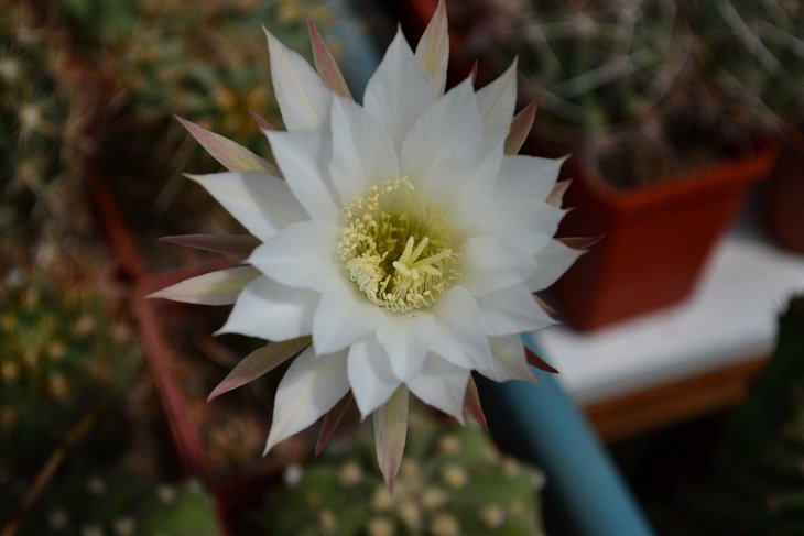 Echinopsis subdenudata