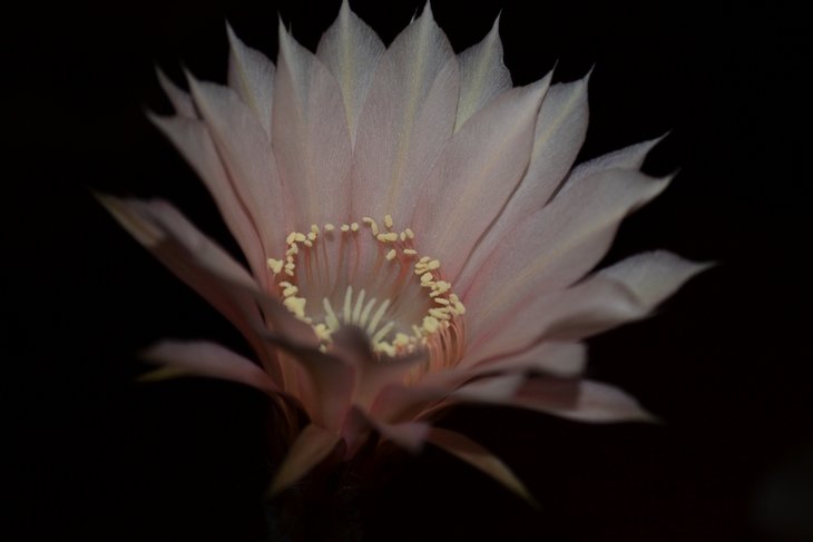 Echinopsis hybr