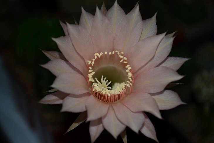 Echinopsis hybr