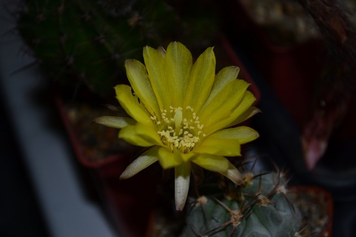 Acanthocalycium glaucum
