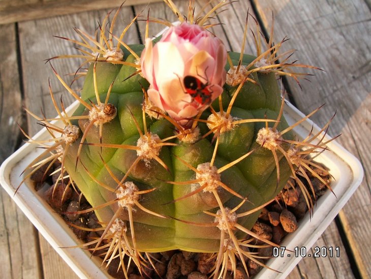 Gymnocalycium hammerschmidii