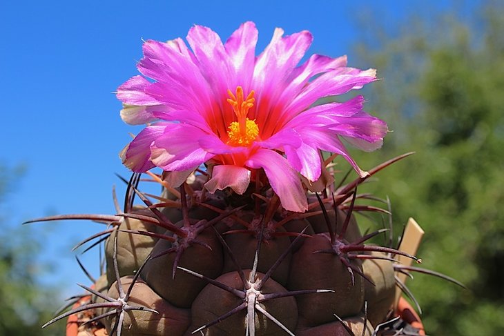 thelocactus heterochromus