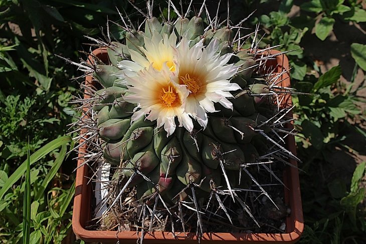 thelocactus rinconensis lophothele