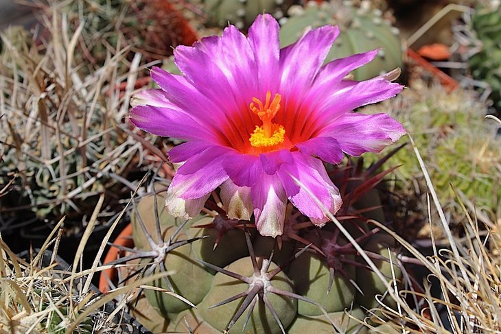 thelocactus heterochromus