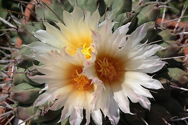 thelocactus rinconensis lophothele