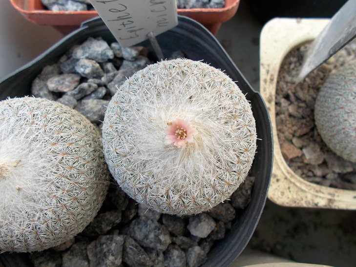 Epithelantha micromeris var rufispina.jpg