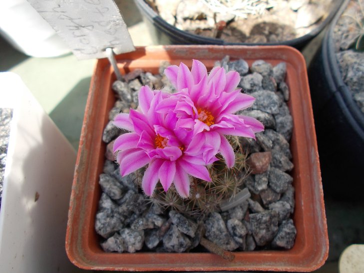 Escobaria hesteri.jpg
