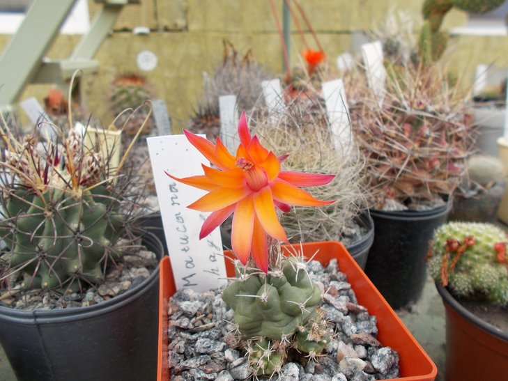 Submatucana paucicostata.jpg