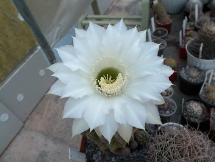 Echinopsis eyriesii.jpg