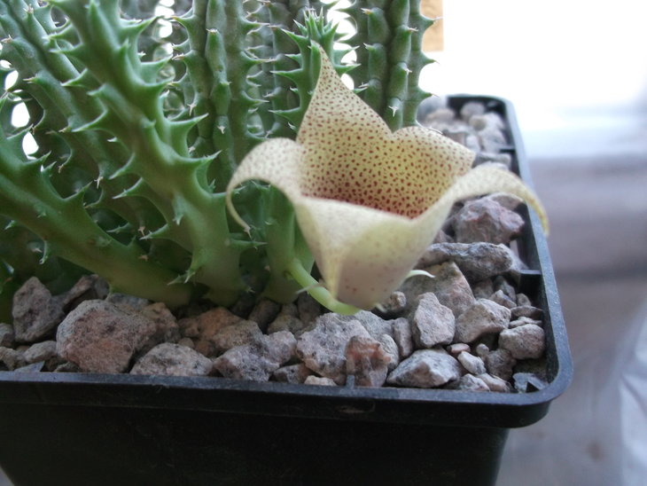 DSCF4715.JPG