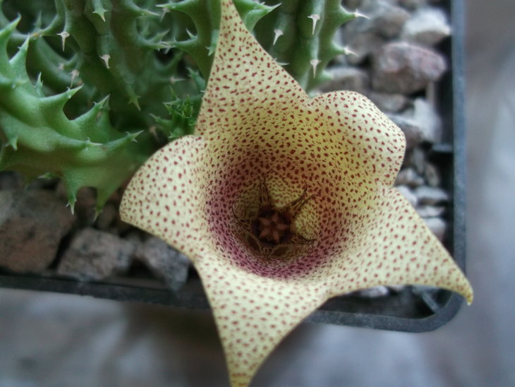 DSCF4716.JPG