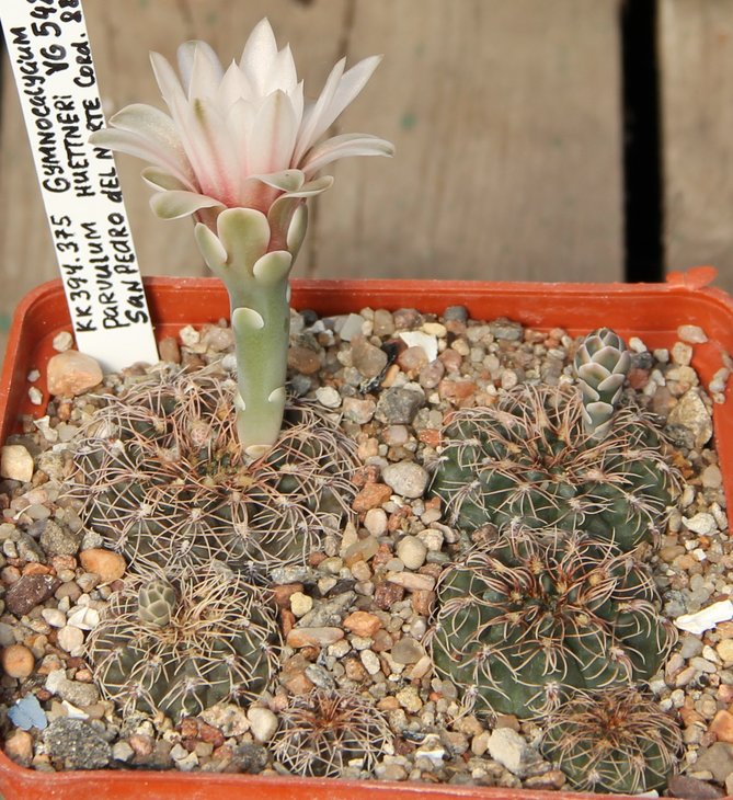 Gymnocalycium parvulum huettneri VG542  KK394.375