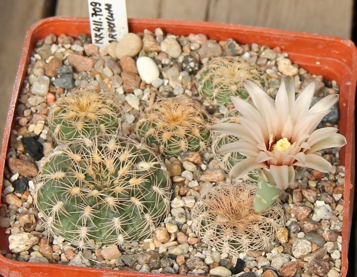 Gymnocalycium parvulum huettneri VG541   KK411.709