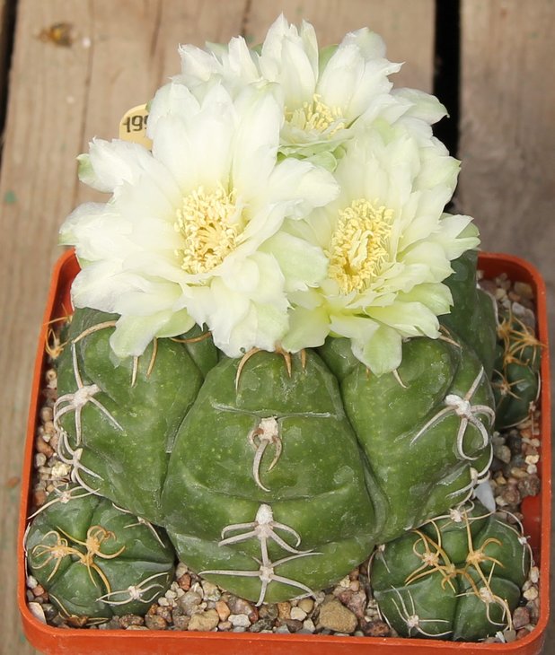 Gymnocalycium denudatum