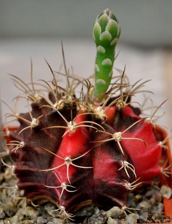 Gymnocalycium mihanovichii v. hibotan