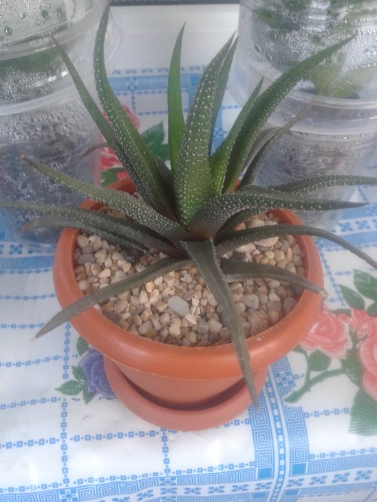 20160727_182708.jpg