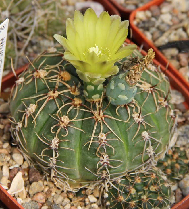 Gymnocalycium netrelianum