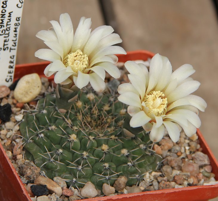 Gymnocalycium stellatum P13a Sierra Tulumba Cord.    KK413.538
