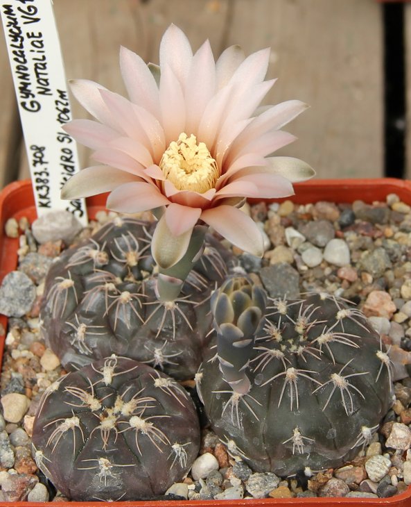 Gymnocalycium nataliae VG1063 San Isidro SL 1062m   KK383.708