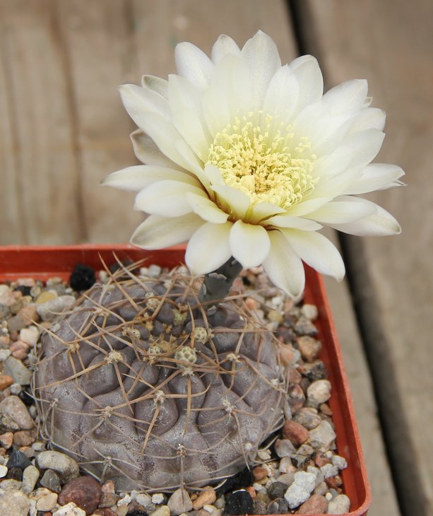 Gymnocalycium  borthii nogolense VG411.1 Nogoli S.L.  857m
