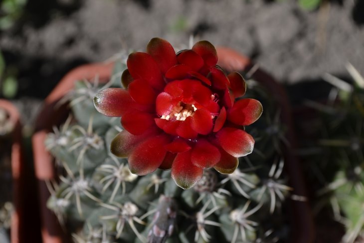 Gymnocalycium baldianum.jpg
