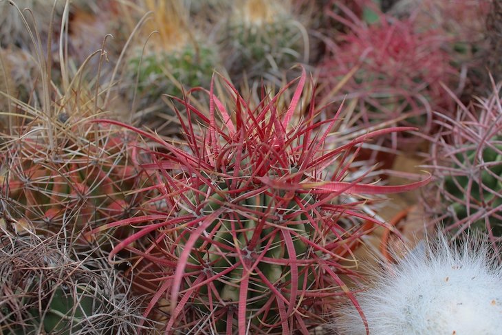 ferocactus gracilis v coloratus