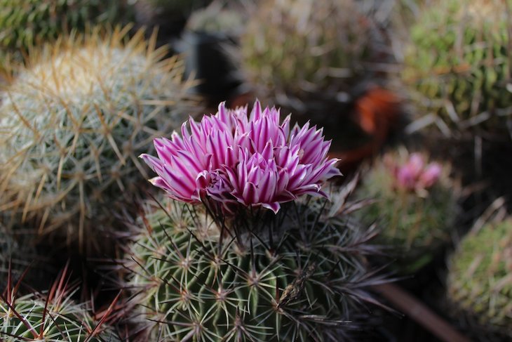 Echinofossulocactus sp.CH-218