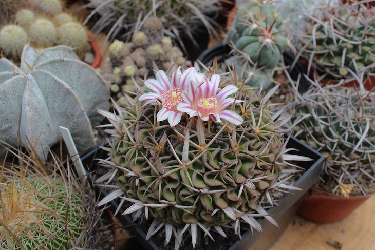 Echinofossulocactus tricuspidatus