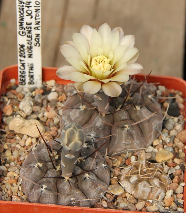 Gymnocalycium borthii nogolense JO1437San Antonio Bercht2006