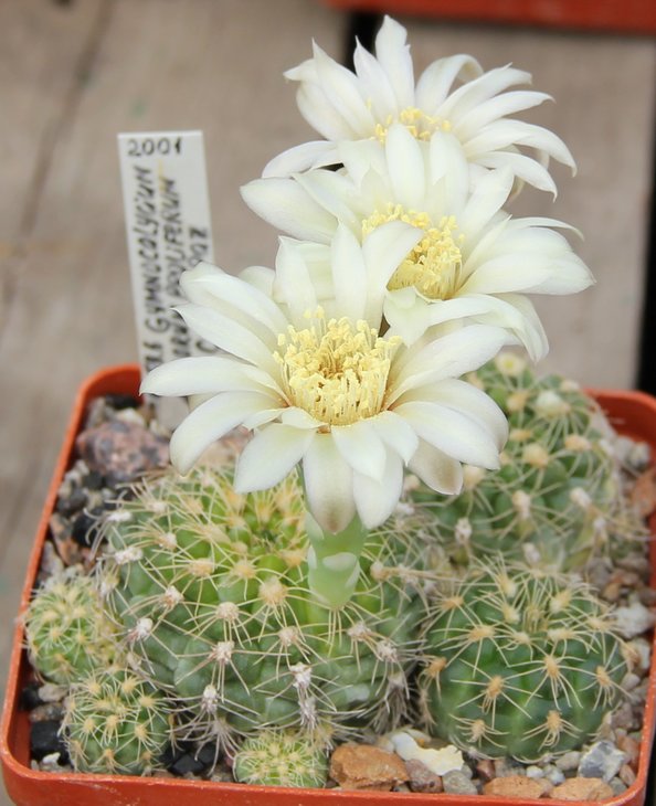 Gymnocalycium calachlorum proliferum P203 V.Callos Paz    MG459.6.