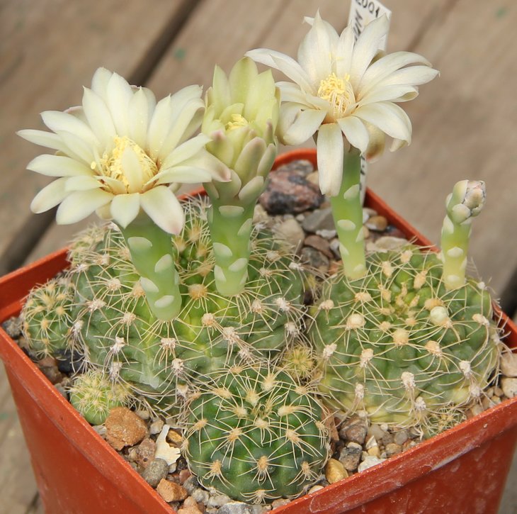 Gymnocalycium calachlorum proliferum P203 V.Callos Paz    MG459.6.