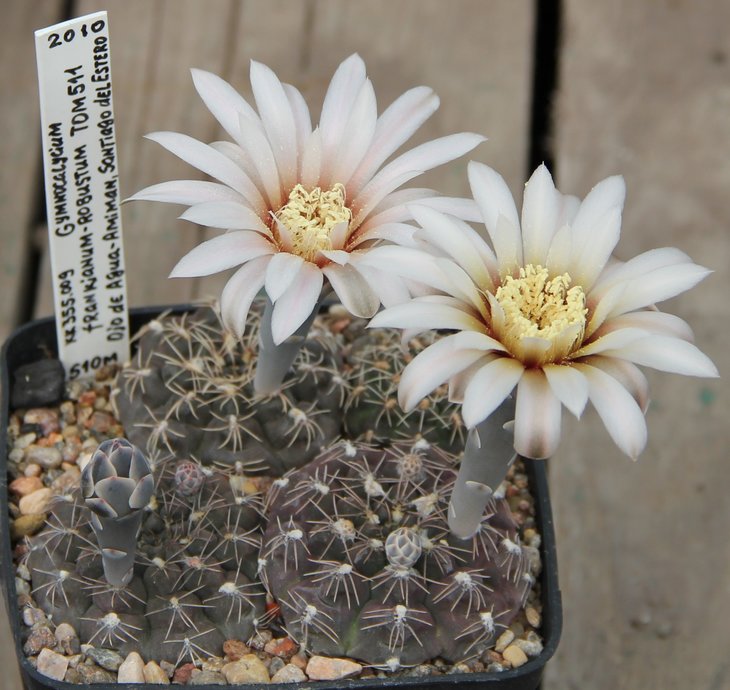 Gymnocalycium frankianum-robustum TOM511.