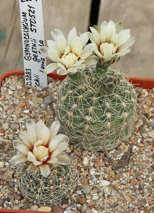 Gymnocalycium gerthii STO521.