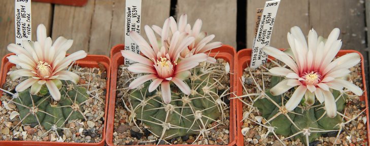 Gymnocalycium mostii genseri VG341.