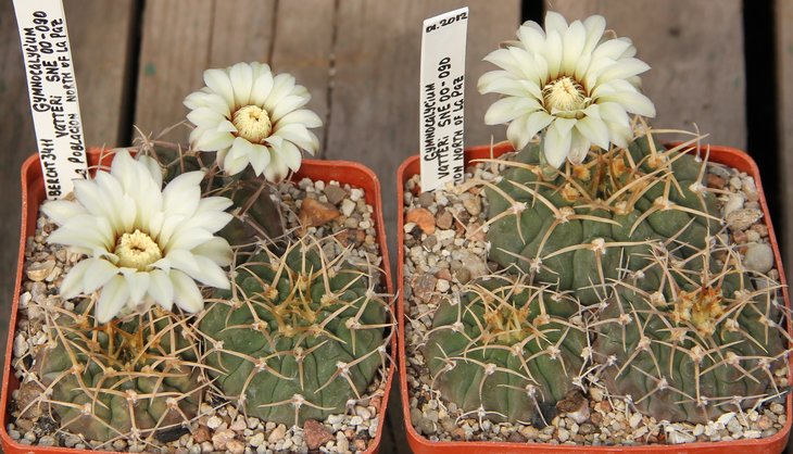 Gymnocalycium vatteri SNE00-090 La Poblacion north of La Paz
