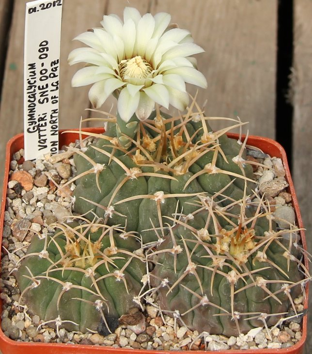 Gymnocalycium vatteri SNE00-090 La Poblacion north of La Paz.