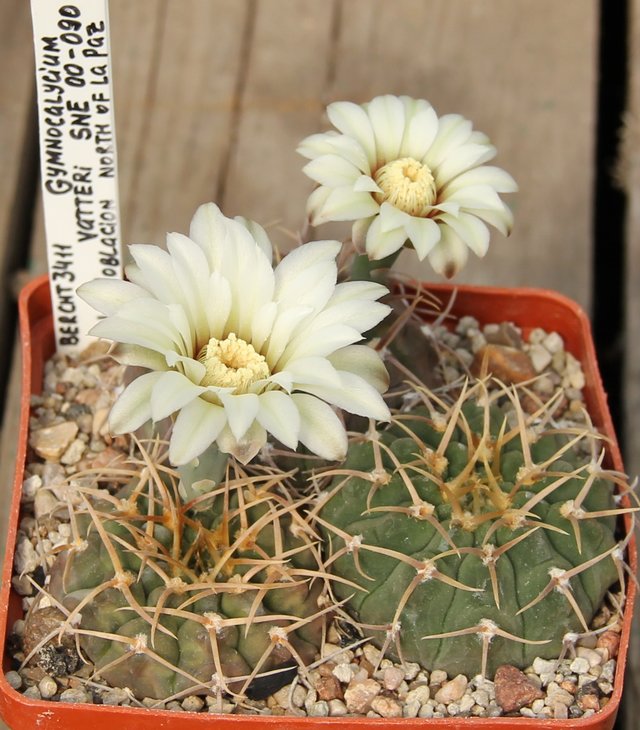 Gymnocalycium vatteri SNE00-090 La Poblacion north of La Paz.