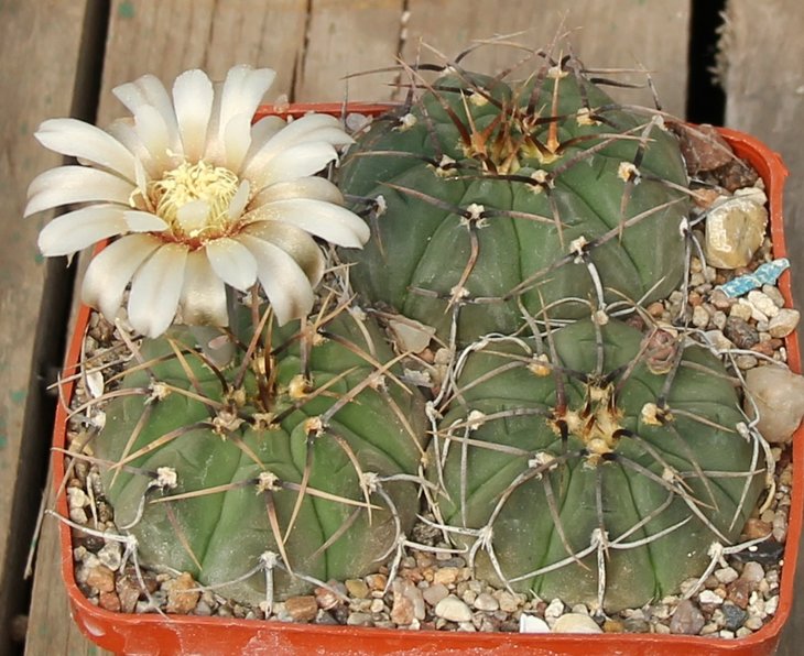 Gymnocalycium vatteri altautiniense VG301