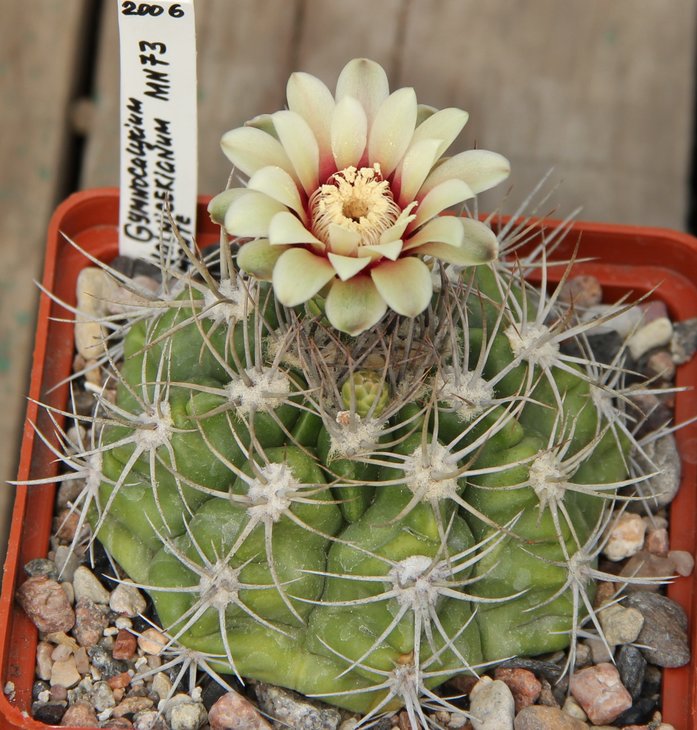 Gymnocalycium valnicekianum MN73