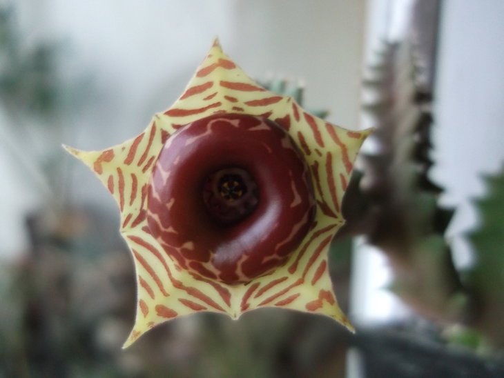 DSCF4719.JPG