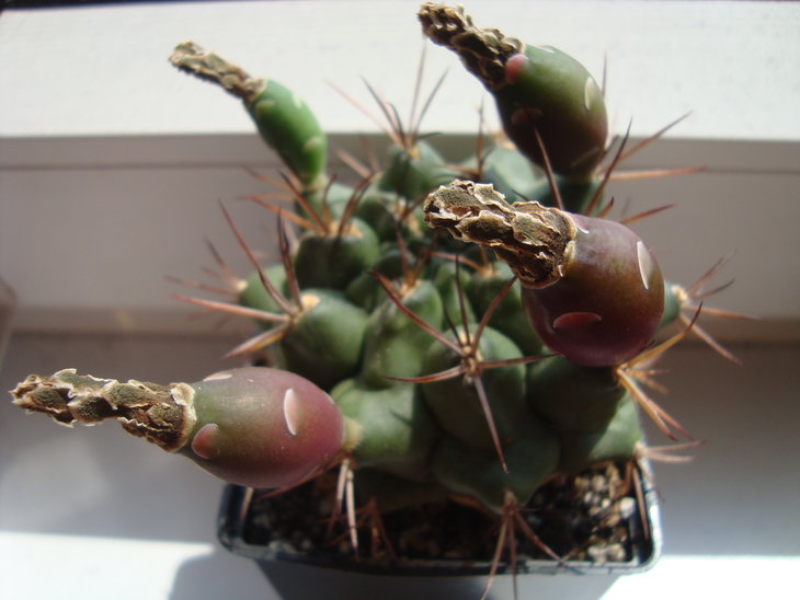 G. pungens