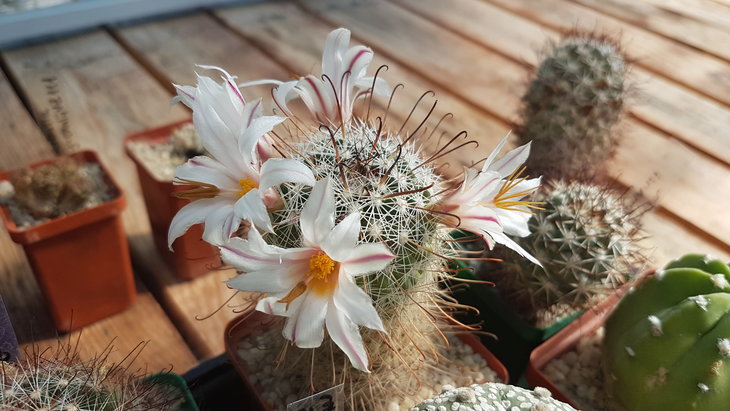 Mammillaria angelensis