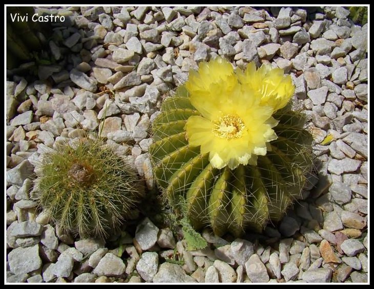 Parodia schumanniana.jpg