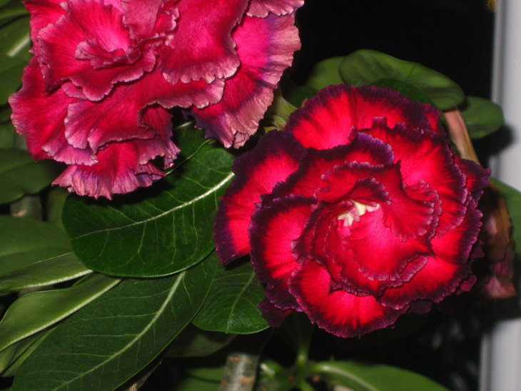 Hassade Red