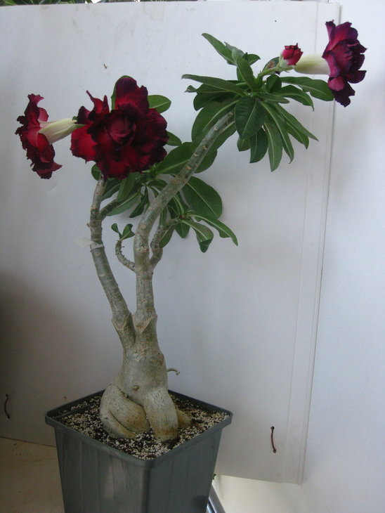 &quot;Blak Rose&quot; літнє цвітіння