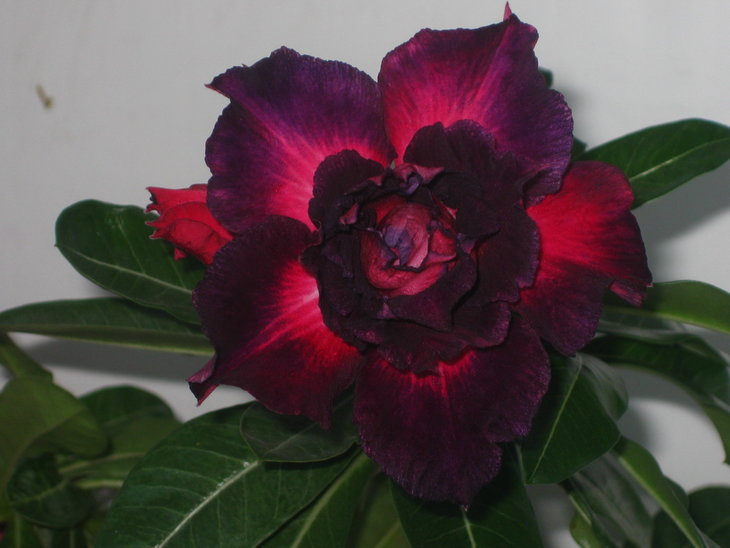 &quot;Blak Rose&quot; літнє цвітіння