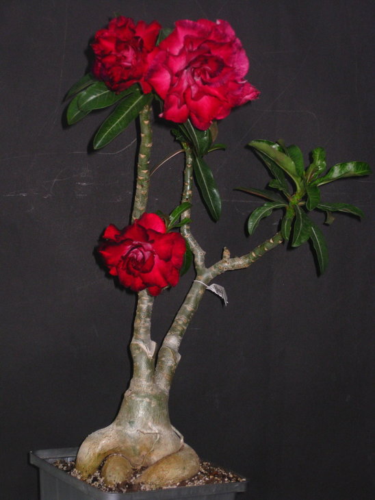&quot;Blak Rose&quot; весняне цвітіння