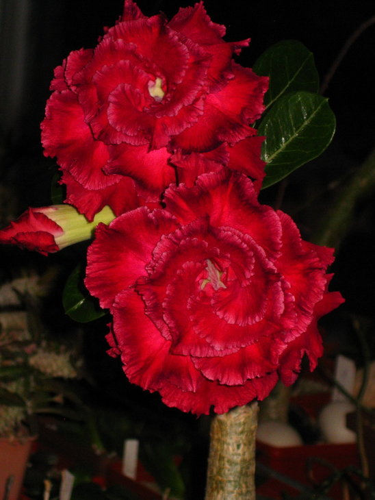 &quot;Amazing Roze&quot;