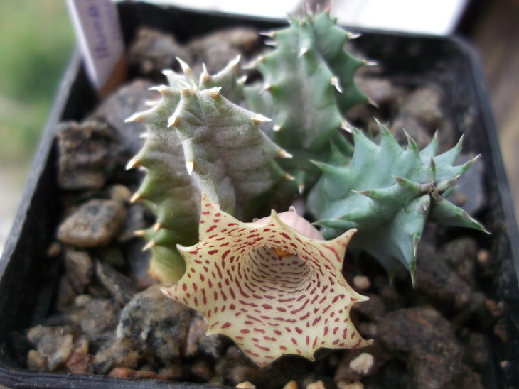 DSCF4750.JPG